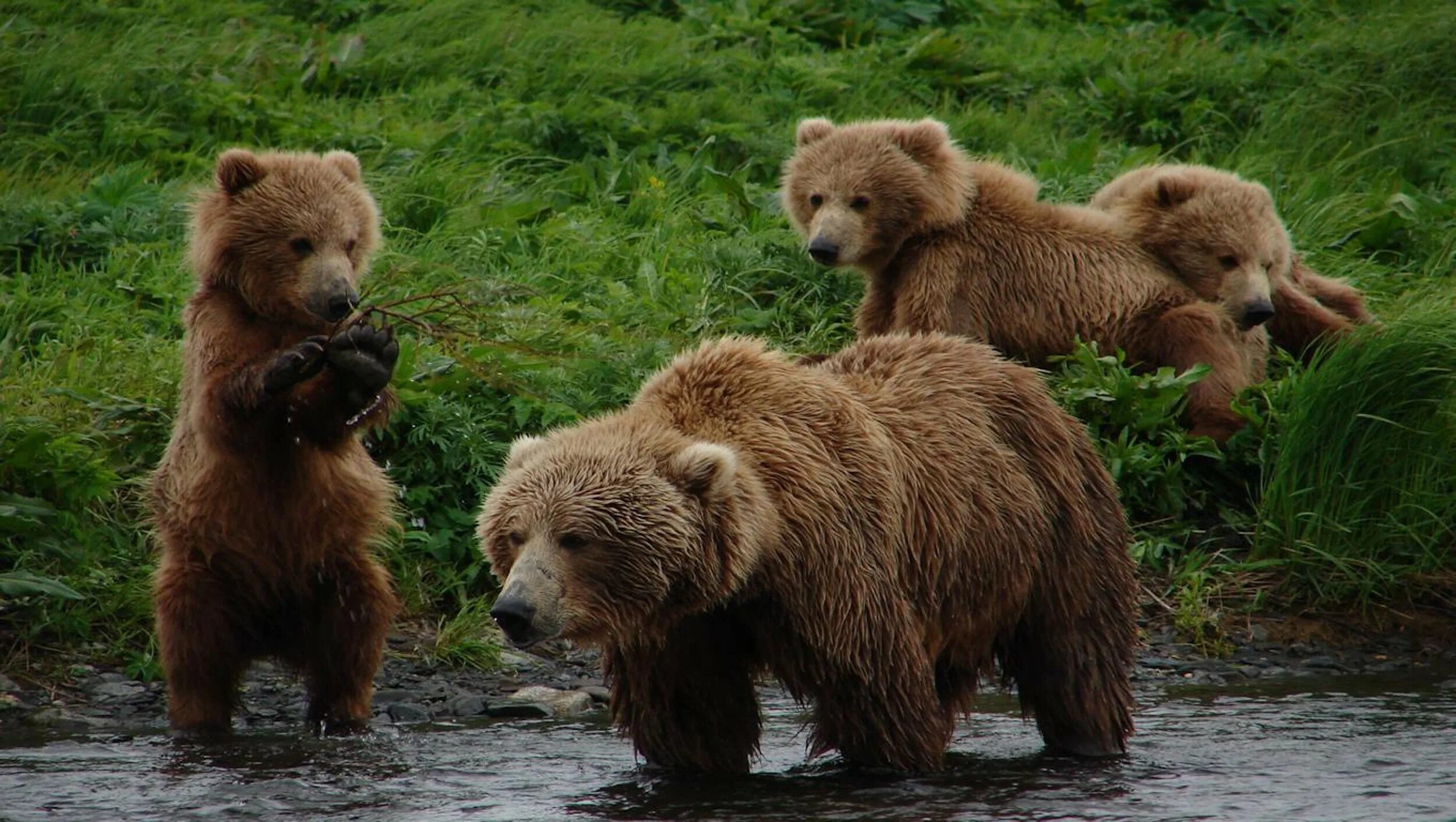 3 животных евразии. Бурый медведь Кадьяк. Кадьяк (медведь) бурые медведи. Гризли североамериканский бурый медведь. Бурый медведь Евразия.