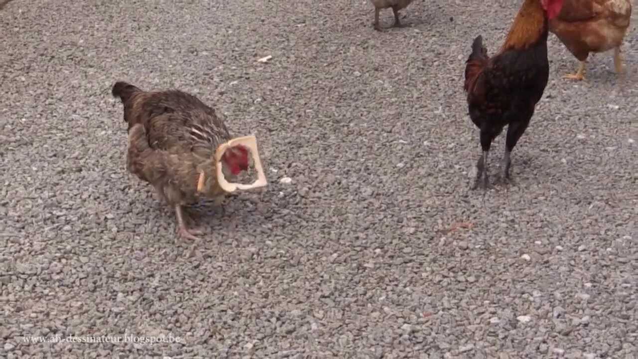 Почему курицы могут есть курицу