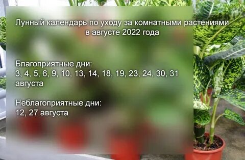 Пересадка цветов в октябре 2024 года