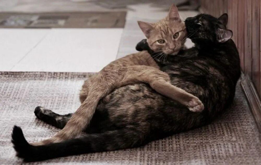 Ласка и кошка