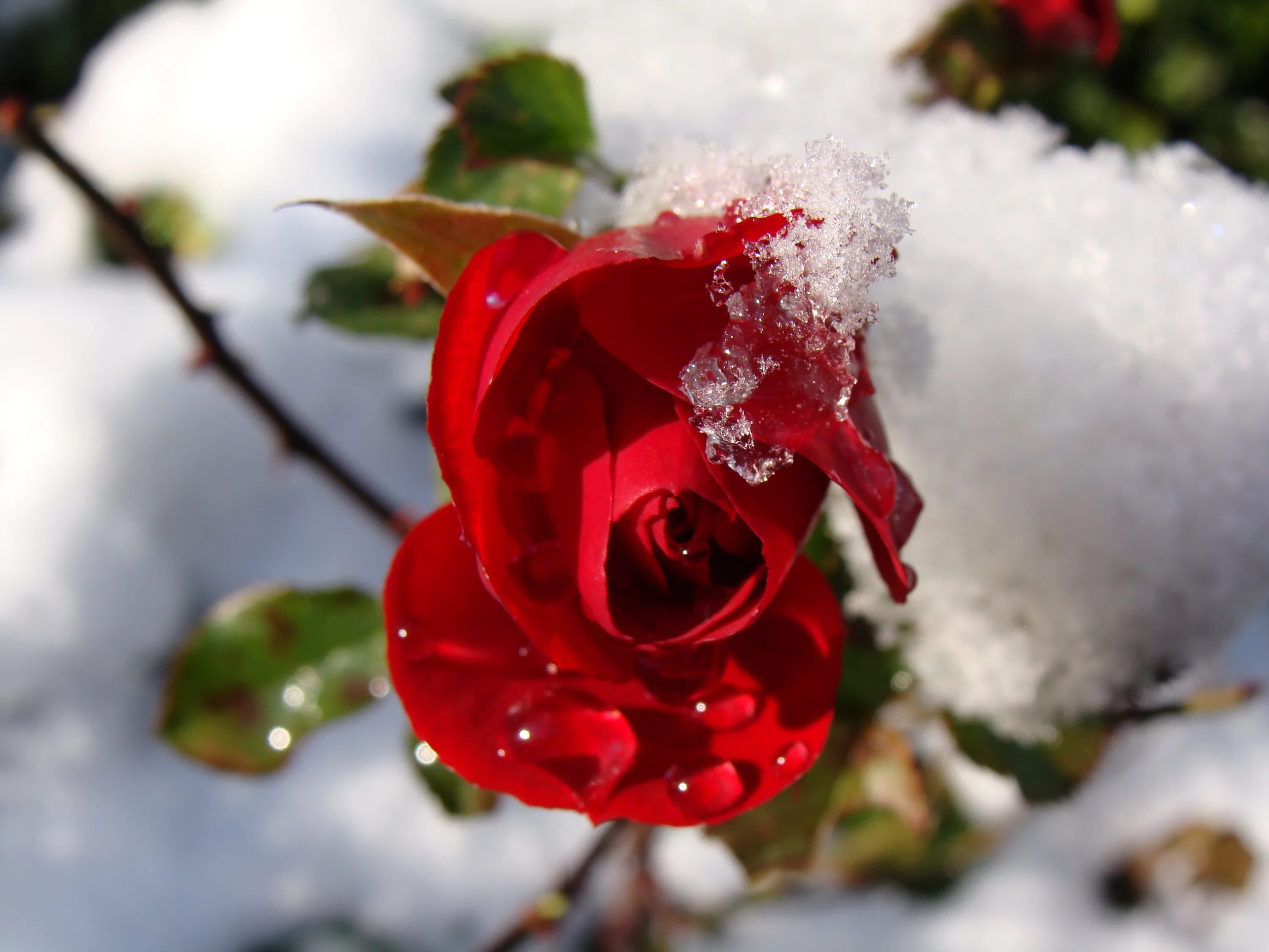 Красные цветы зимние розы. Цветы в снегу. Снег на цветах. Красивые цветы в снегу. Красивые розы на снегу.