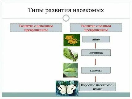 Примеры насекомых с неполным типом развития Типы развития насекомых схема