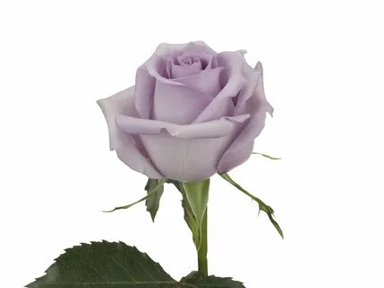 Rose song