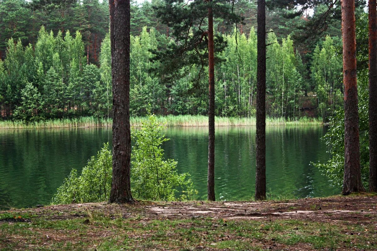 Озера г луга. Озеро зеленое Лужский район. Шалово зеленое озеро. Шалово зеленое озеро Лужский. Озеро зеленое Ленинградская область Лужский район.