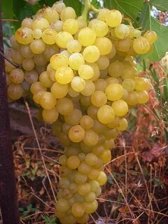 Виноград кишмиш белый
