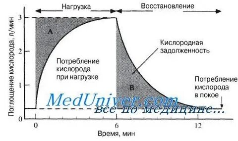 Величина кислородного долга
