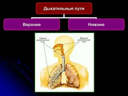 Верхние и нижние дыхательные органы