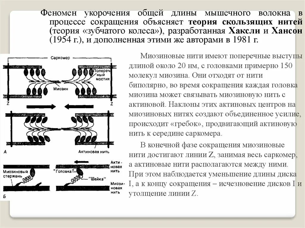 Сокращение саркомера. Схема мышцы актиновые и миозиновые нити. Механизм сокращения мышц. Механизм сокращения саркомера. Механизм сокращения мышечного волокна.