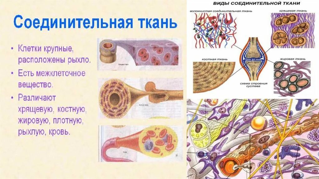 Классификация соединительной ткани гистология. Классификация соединительной ткани гистология