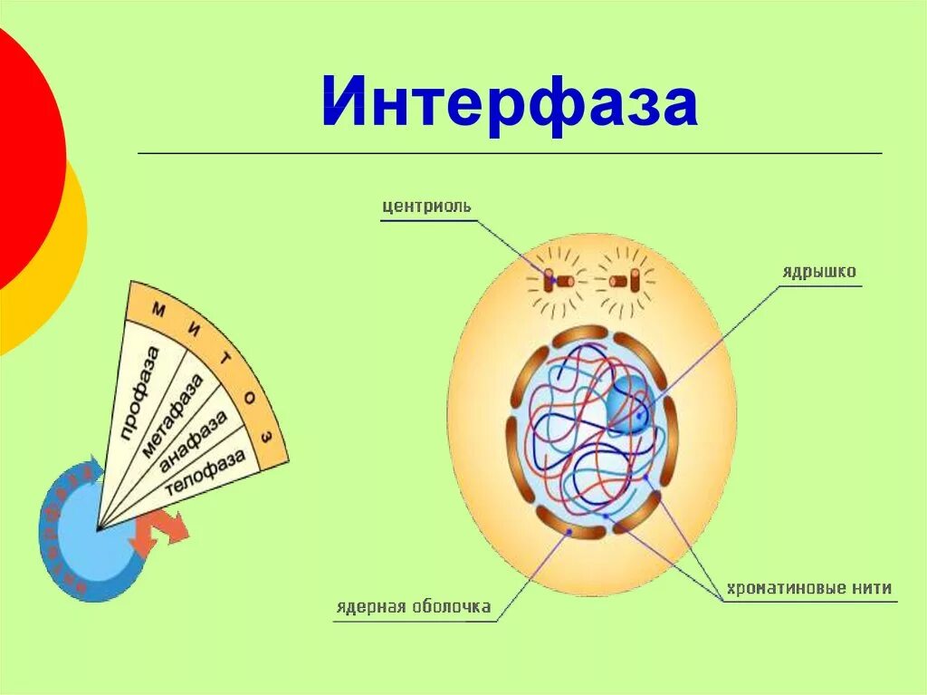 Структура веретено деления