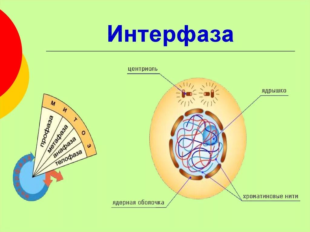 Интерфаза 2 процессы. Интерфаза схема клетки и процессы. Интерфаза 1 процесс рисунок. Фазы в биологии интерфаза. Фаза подготовки клетки к делению