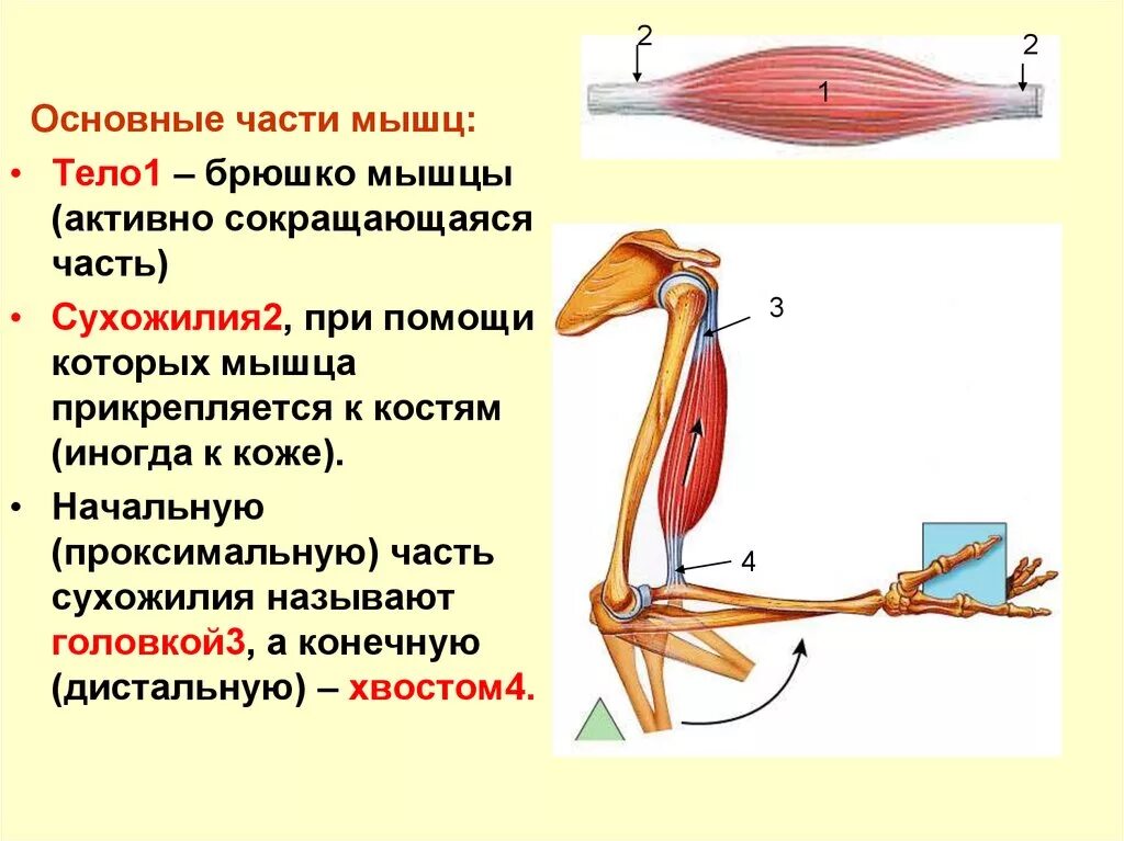 Строение мышцы головка брюшко хвост. Строение мышцы сухожилие головка. Строение скелетной мышцы брюшко. Строение мышечного брюшка.