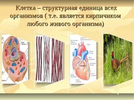 Клетка основная единица живого организма 5 класс
