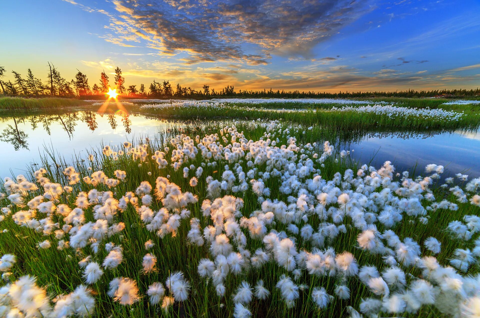 Ямальская пушица. Красота природы. Весенний пейзаж. Природа России.