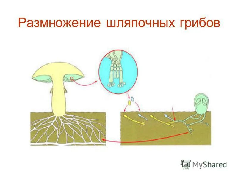 Размножение шляпочных грибов.