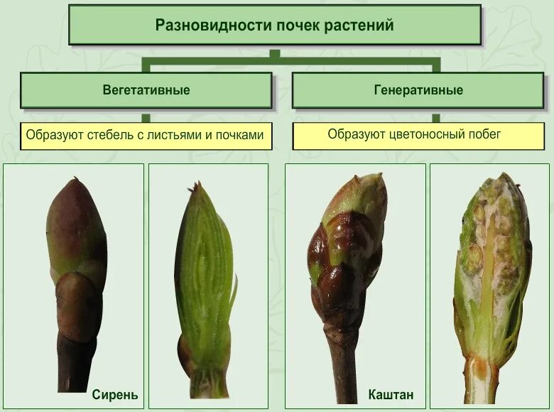 Типы почек растений. Строение и виды почек. Строение почки растения. Строение и типы почек растений. Из какой почки появляется соцветие