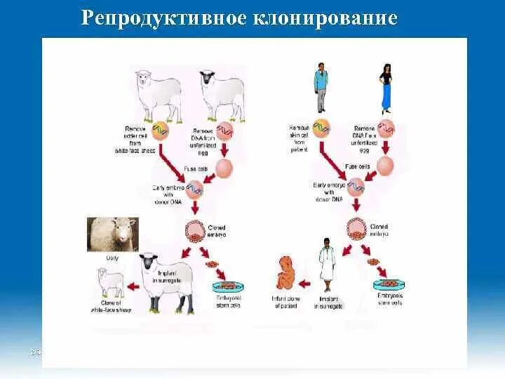 Направление клонирования