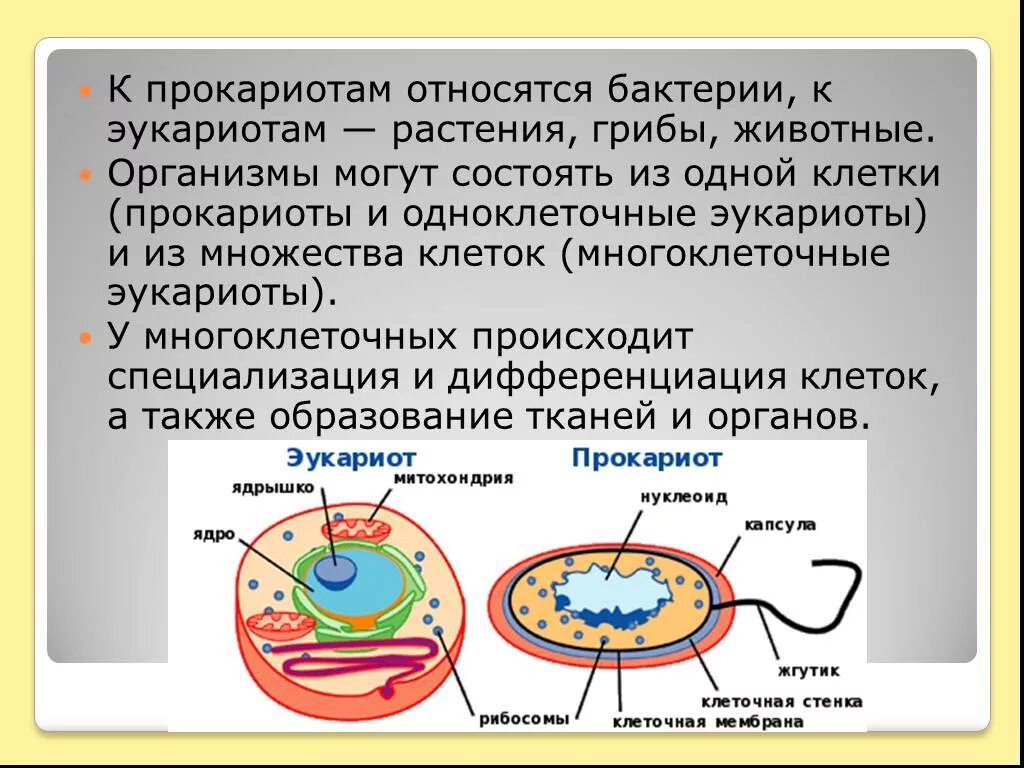 Прокариоты и эукариоты 5 класс биология. Клетки прокариот и эукариот. Прокариотические и эукариотические клетки. К экоториатам относятся. Относят к группе прокариот