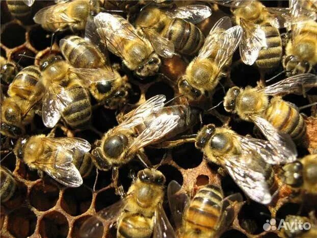 Пчелы купить в нижегородской. Пчеломатка Карпатка. Пчелиная матка Карпатка. Аписфера пчеломатки. Неплодная пчеломатка.