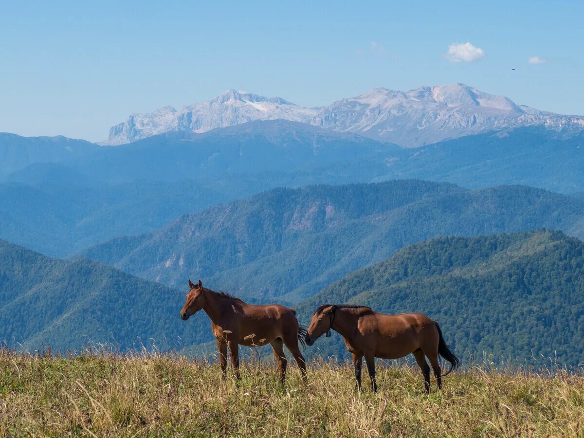 горы кавказа республика адыгея. плато лагонаки смотровая. плато лаго-наки горная адыгея. черкес адыг кабардинец. республика адыгея горы лагонаки.