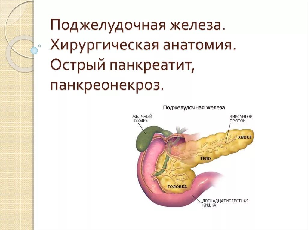 Острый панкреатит панкреонекроз. Панкреатический некроз поджелудочной. Капсула поджелудочной железы анатомия. Острый панкреатит анатомия поджелудочной железы. Вода и поджелудочная железа