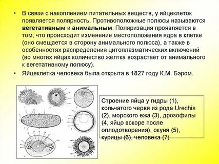 Запас яйцеклеток