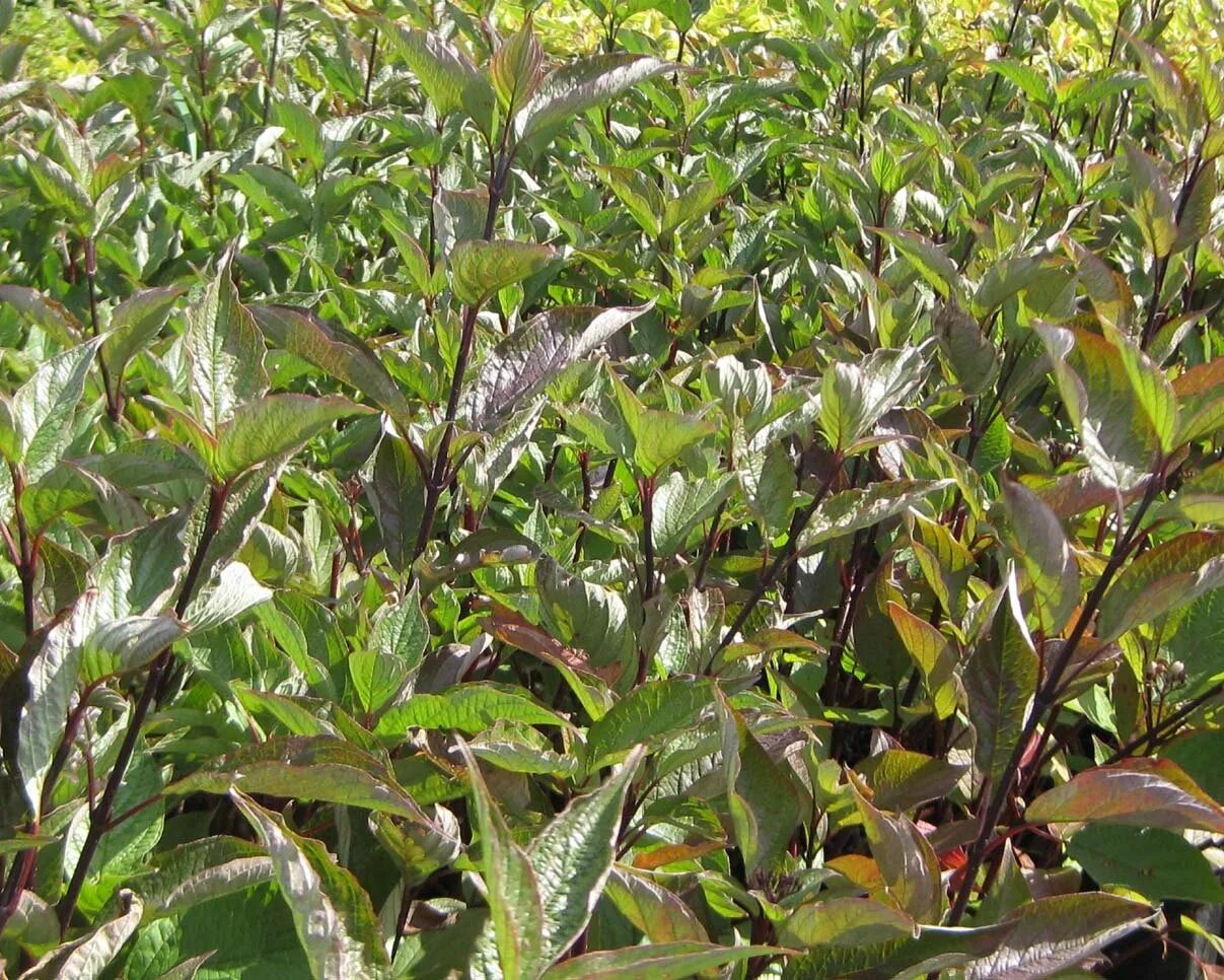 Дерен белый кессельринги (cornus alba kesselringii). Дерен белый кессельринги. Дерен кессельринги фото и описание. Дерен кессельринги фото и описание. Дерен вестонбирт.