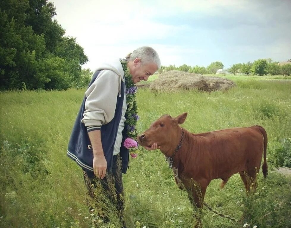 Человек е корову. Теленок и человек. Фермер с коровой. Защита коров. Теленок рядом с человеком.