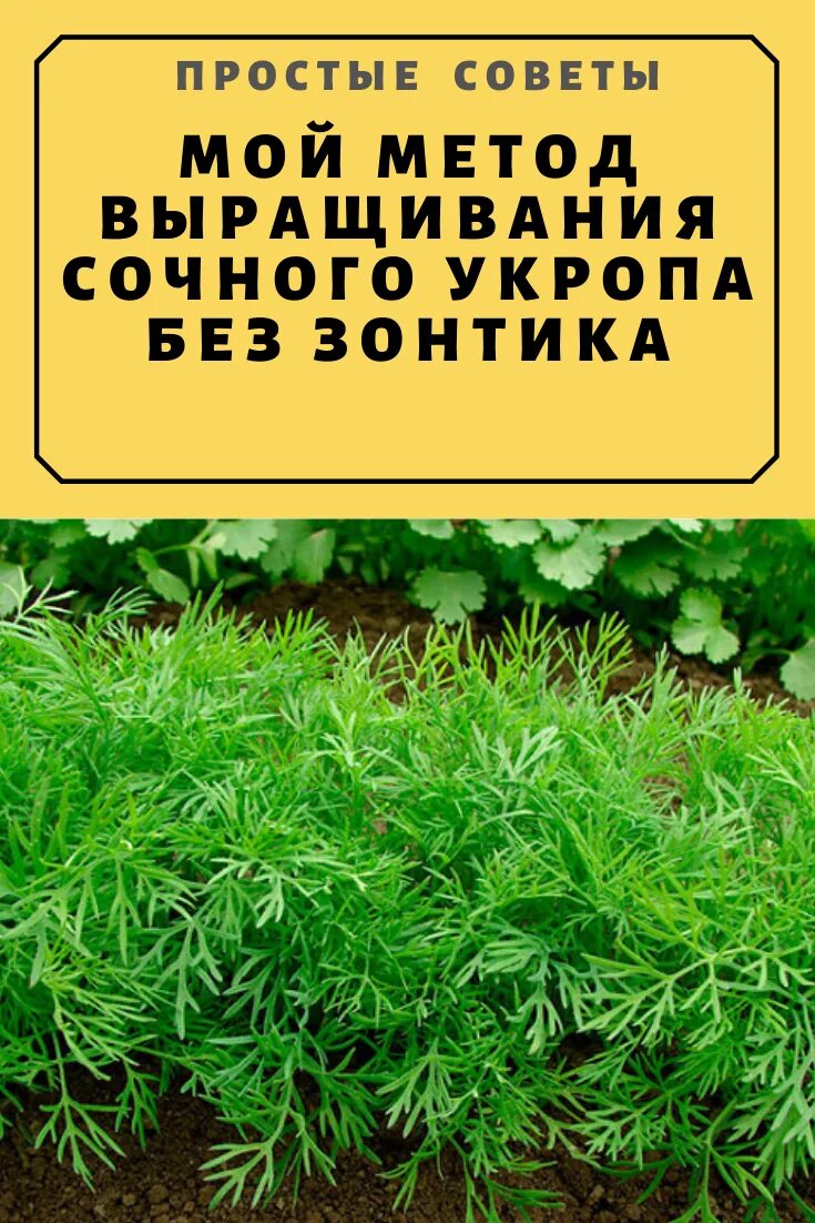 Сорт укропа без зонтиков. Сорт укропа без зонтиков на зелень. Сорта укропа кустового без зонта названия. Семена укропа без зонтика кустового.