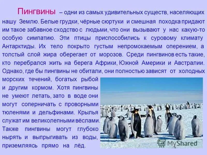 Сообщение о пингвинах. Рассказ о пингвине. Доклад про пингвинов. Пингвин доклад 3 класс.