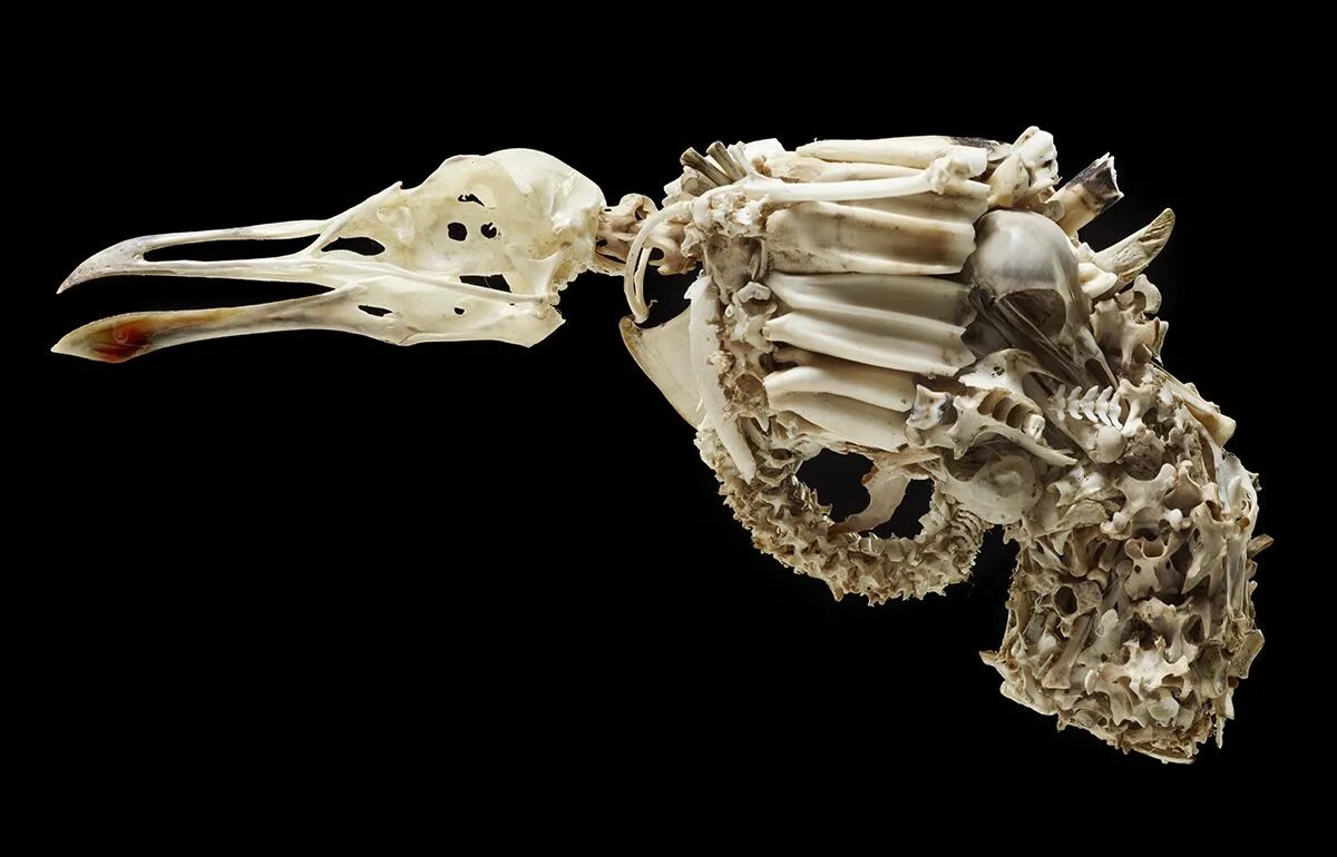 Что можно сделать из костей. Оружие из костей. Оружие из костей животных.