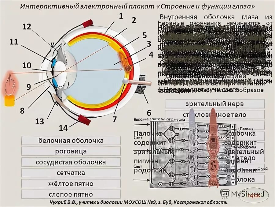 Соответствие между функциями глаза и оболочкой. Строение и функции оболочки сетчатки. Внутренняя оболочка глаза сетчатка. Функции внутренней оболочки глаза. Строение глаза плакат.