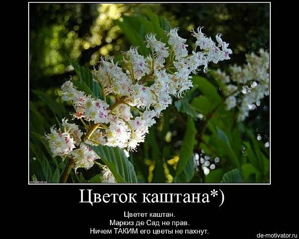 Каштан конский баумани. Чем пахнет цветок каштана. Соцветие каштана. Цветение каштана. Запах цветов каштана.