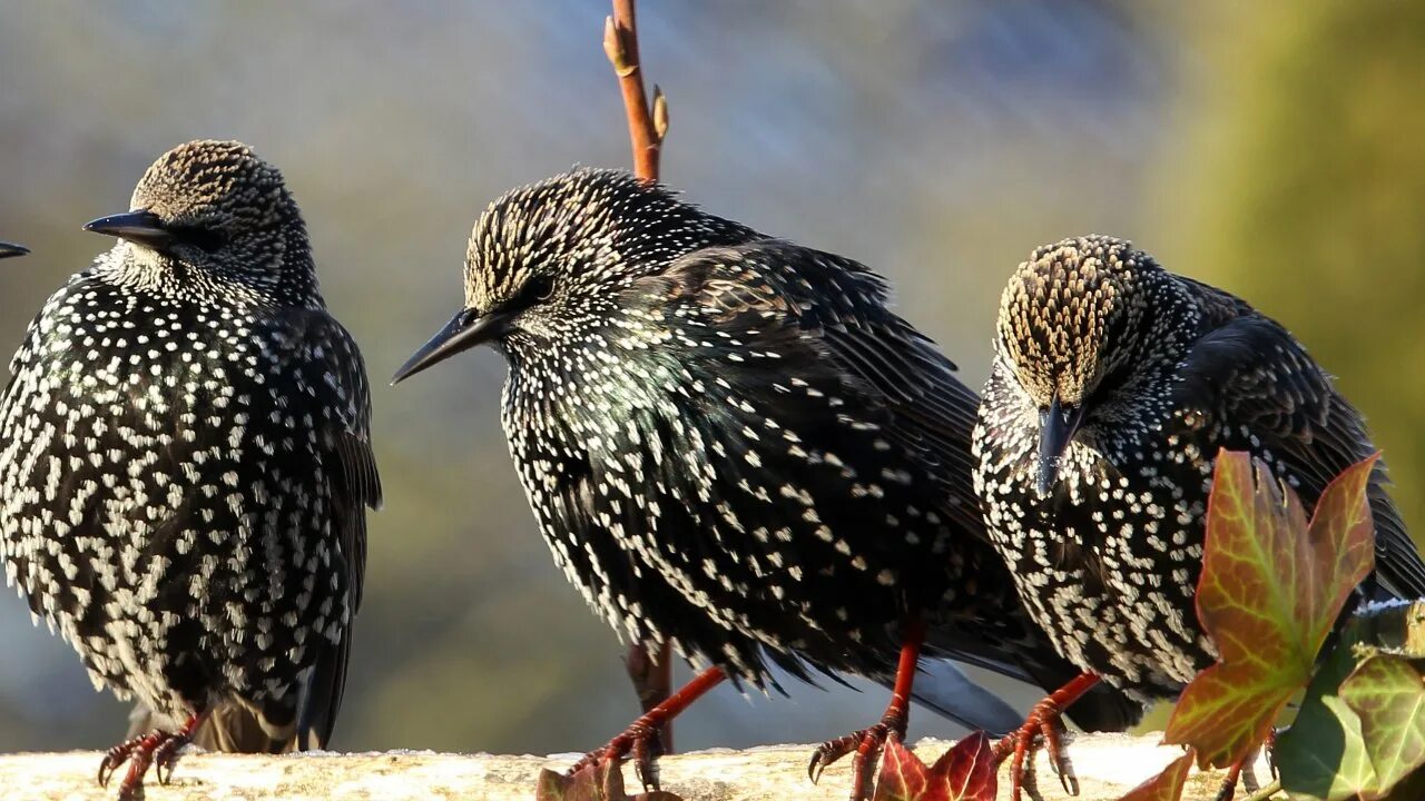 капский скворец. скворец и дрозд. скворец и дрозд. чёрный скворец и черный дрозд. скворец vs дрозд.