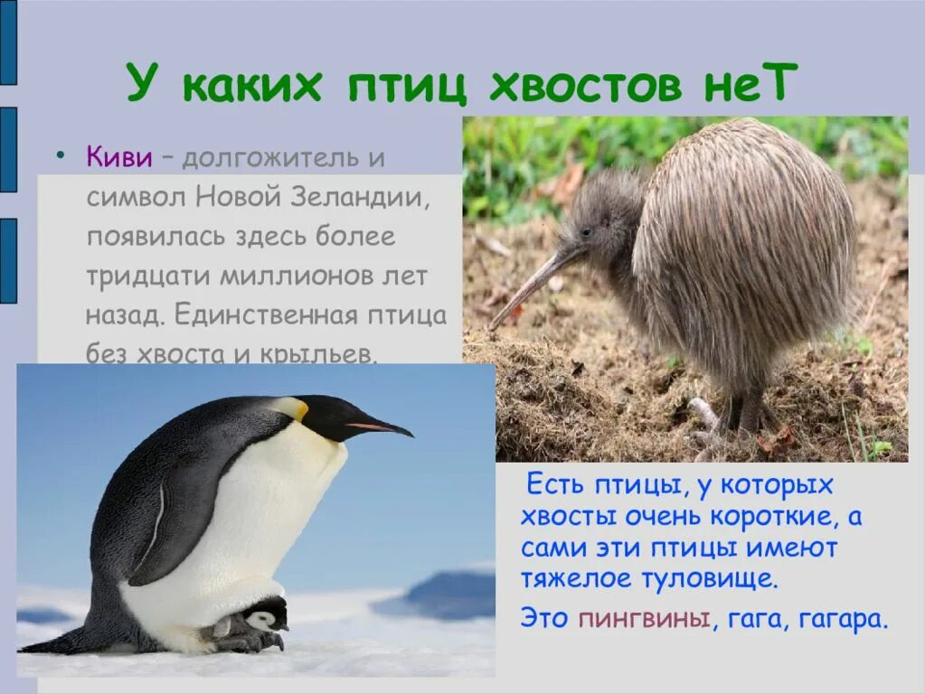 У птиц есть хвост