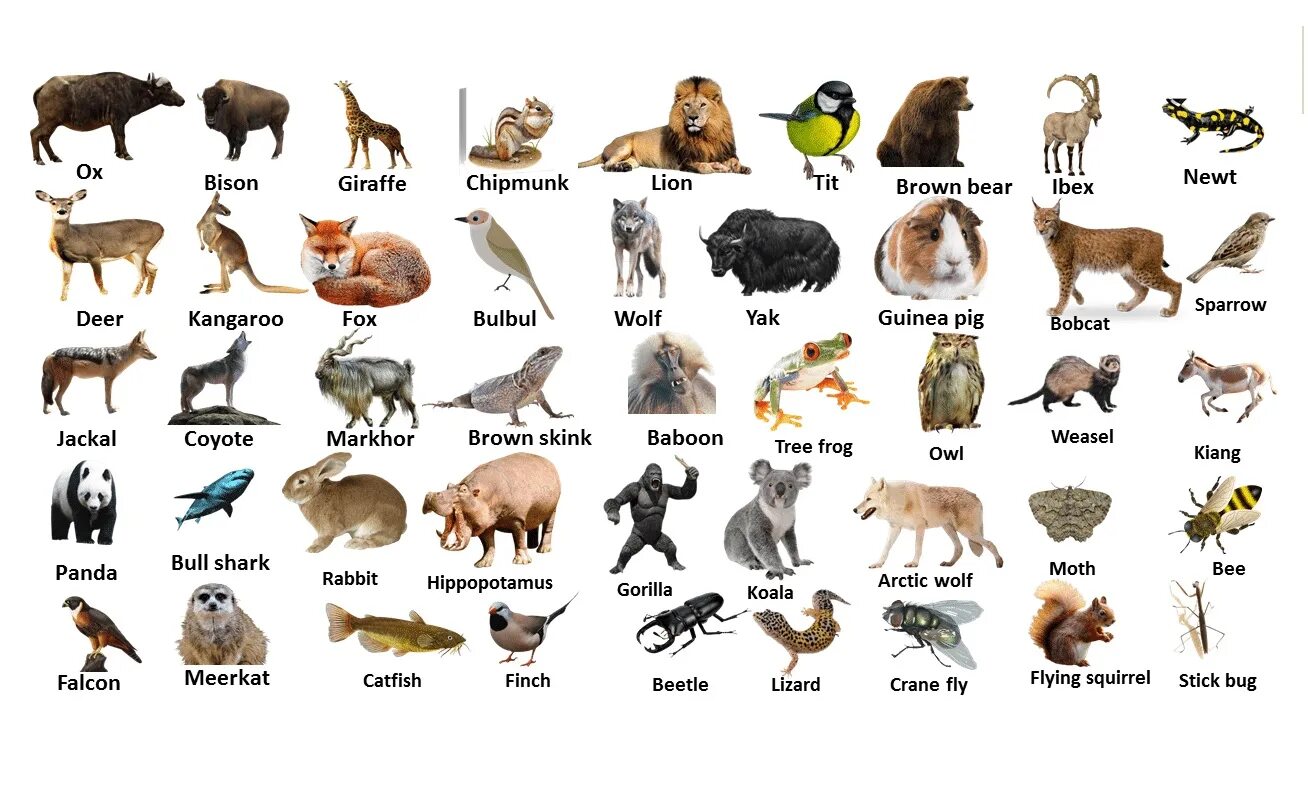 Wild animals essay. Животные список. Wild animals список. Животные Vocabulary. Женские названия животных.