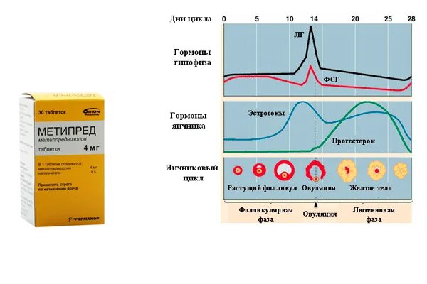 Сколько воздержание перед эко. Гормональный фон. гормоны для эко. метипред при эко. препараты при эко протоколе.