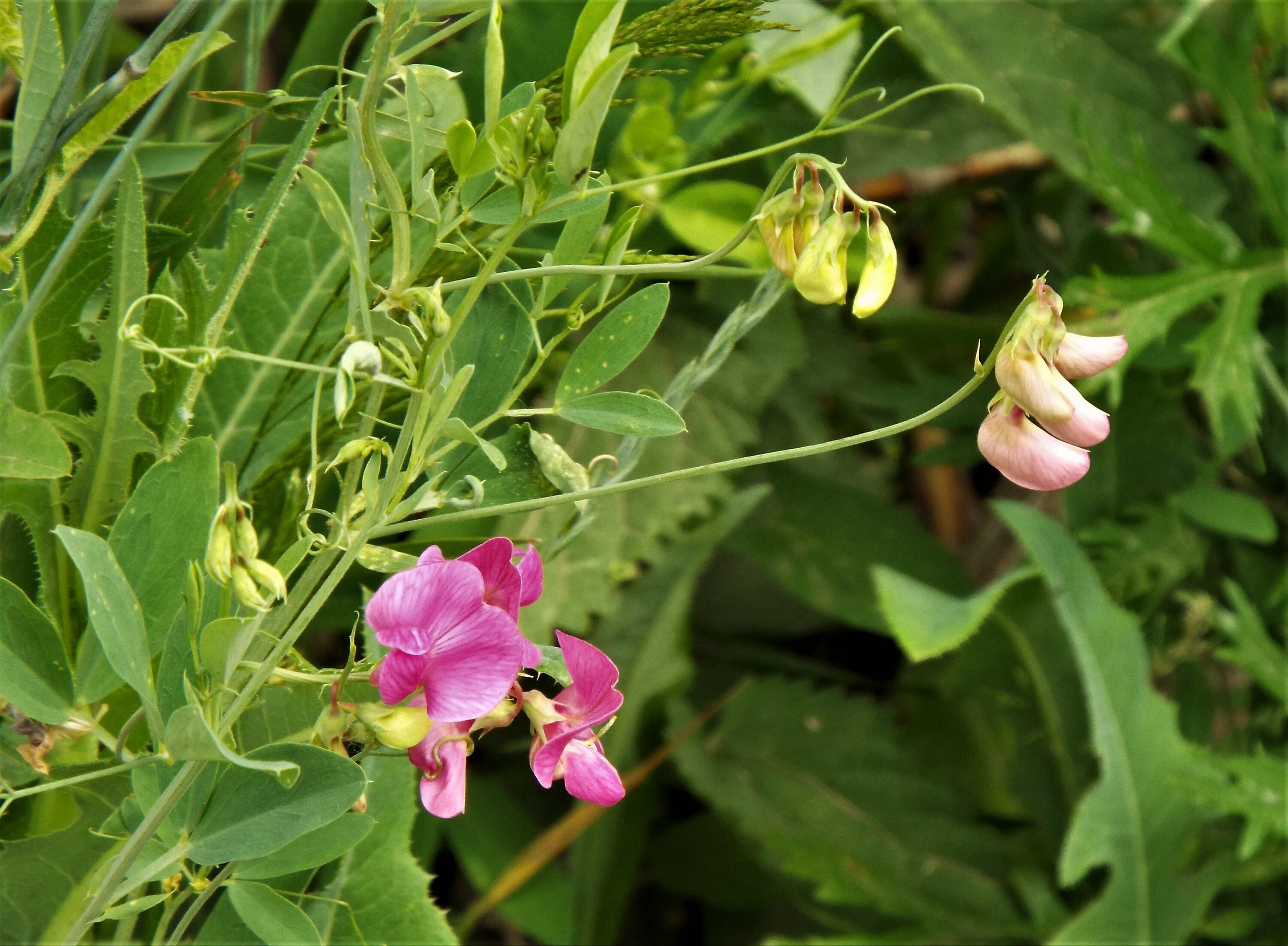 Сибирь чина. Чина (Lathyrus). Чина Болотная Lathyrus palustris. Чина клубневая. Чина льнолистная.