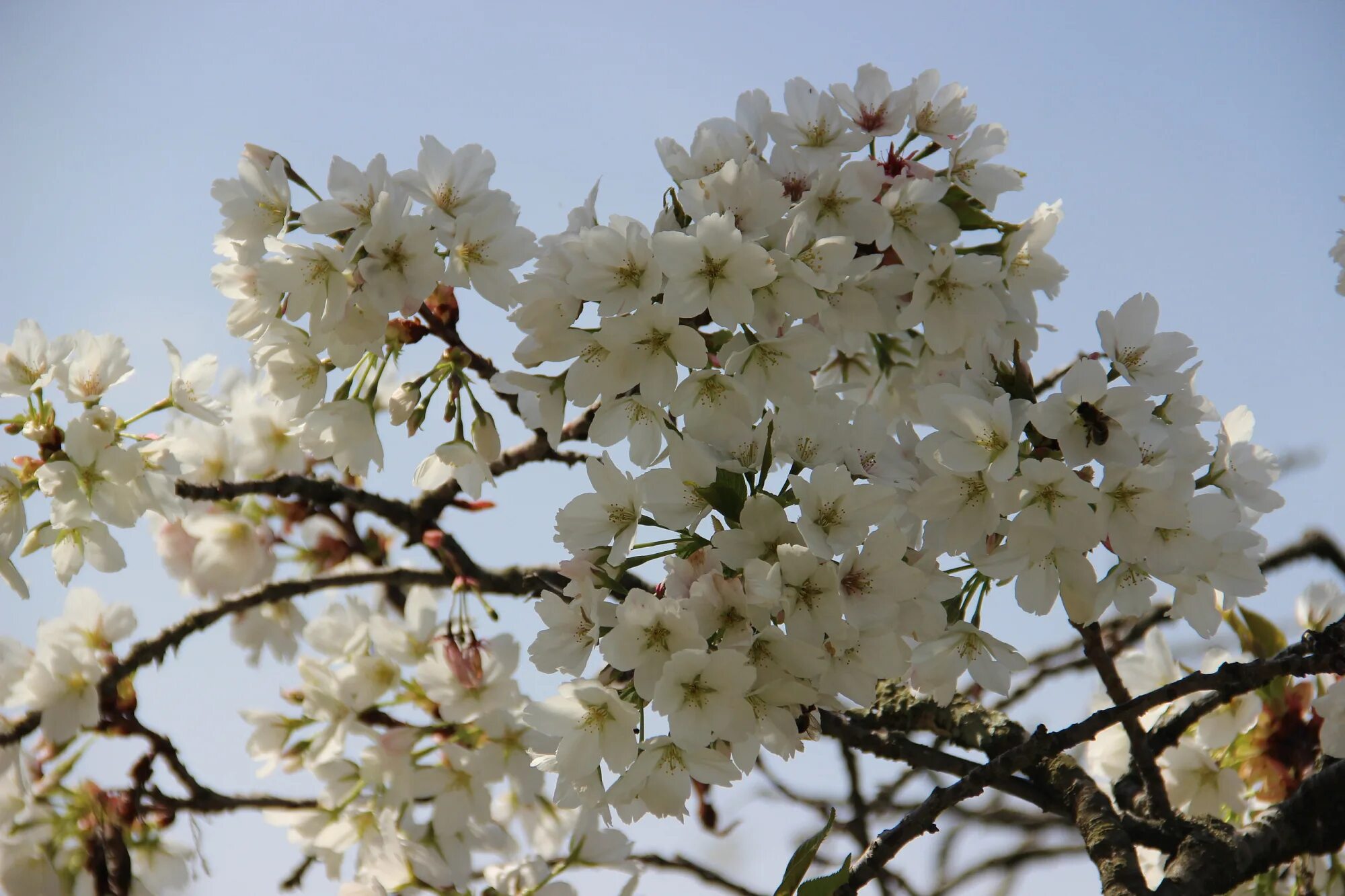 сакура в дендрарии сочи. цветение сакуры в сочи. дендропарк сочи цветение сакуры. когда цветет сакура в сочи. в сочи зацвела сакура.