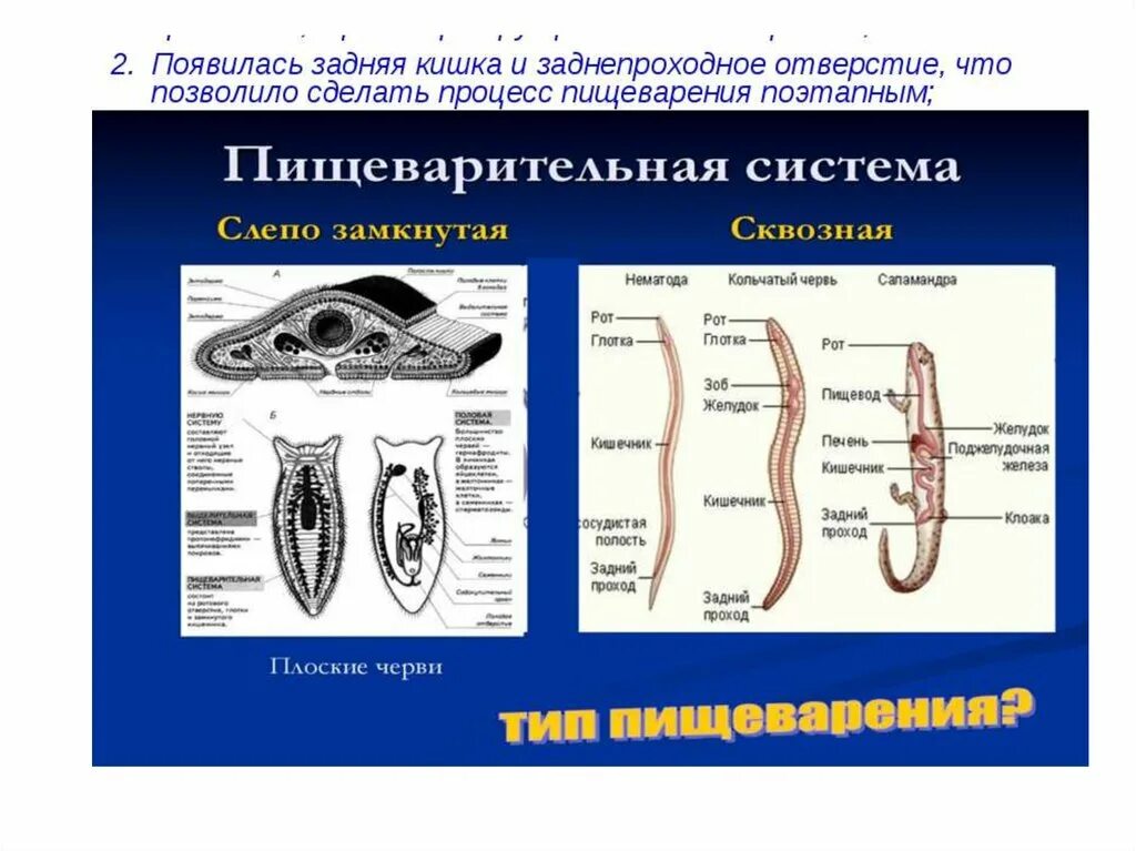 Слепо замкнутую пищеварительную систему имеют. Нематоды - Первичнополостные черви. Пищеварительная система круглых червей. Черви сквозная пищеварительная система. Нематоды строение.