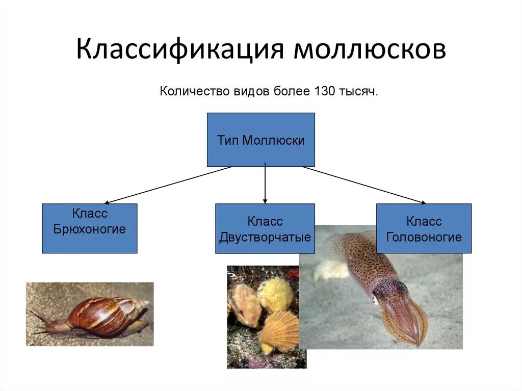 Систематика моллюсков 7 класс. Моллюски Таксон. Систематика моллюсков 7 класс биология. Тип моллюски классификация.