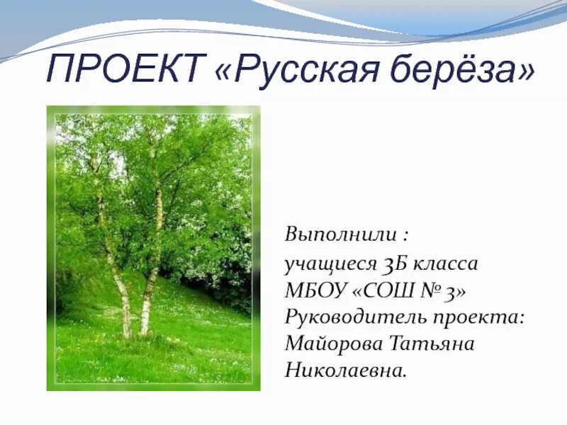Проект про березу 3 класс Проект про березу 3 класс