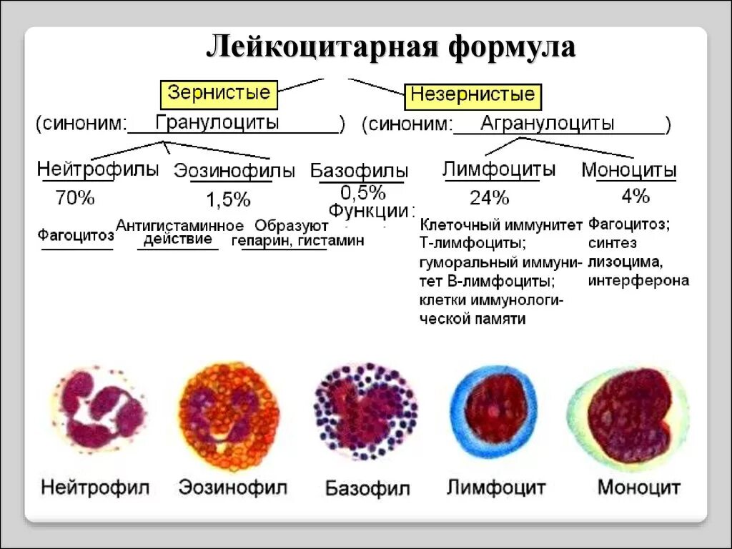 Пониженное содержание лимфоцитов в крови