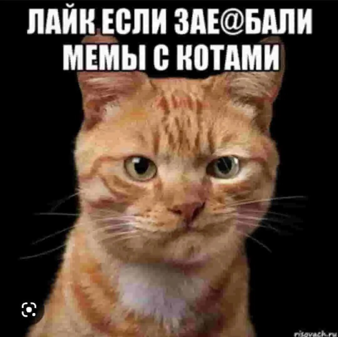 Мемы про котят. Мемы с котами. Кот Мем. Мемы про котов. Мемы с котиками с надписями.