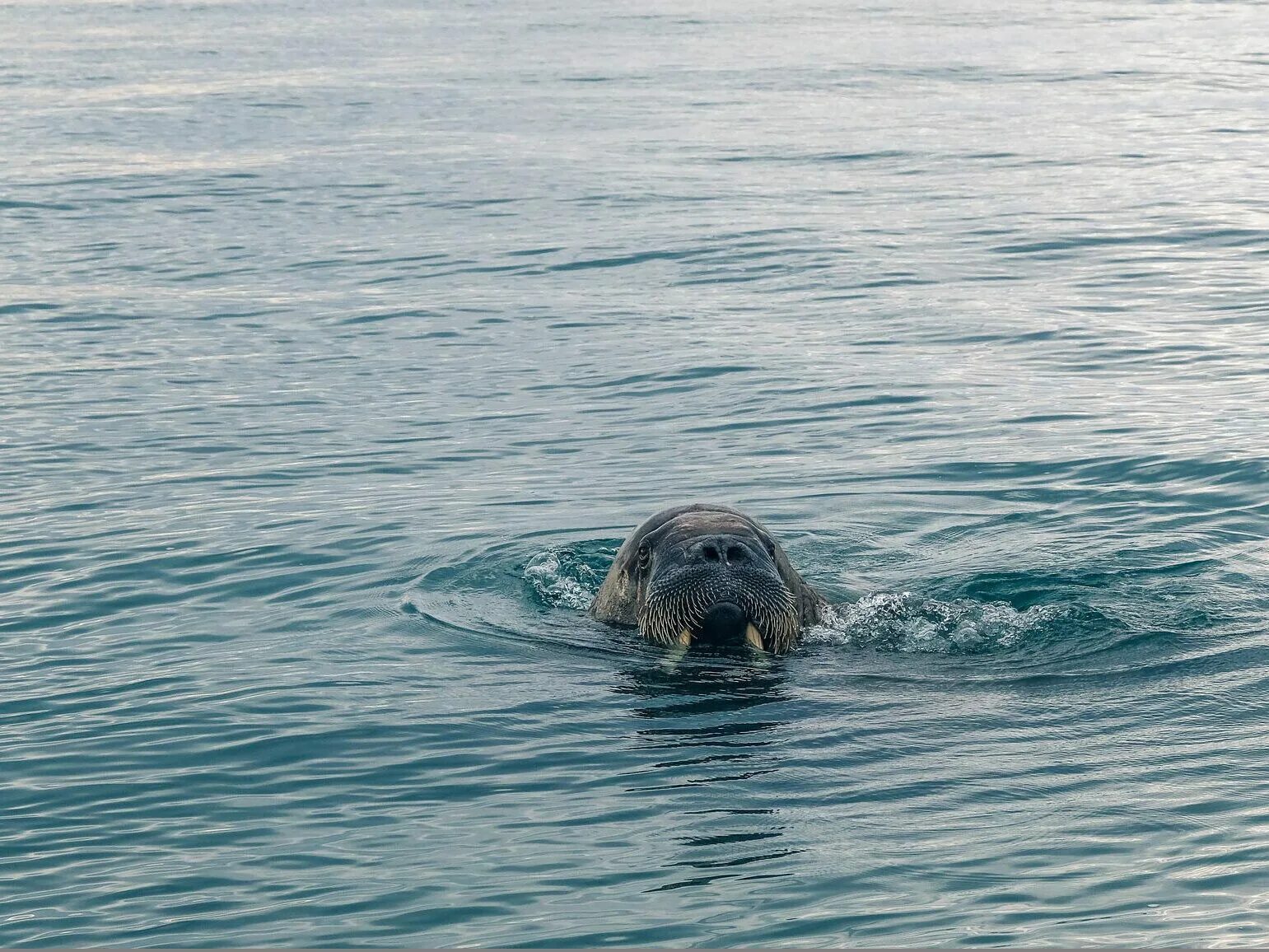 Моржи в Балтийском море. Моржи в черном море. В чёрном море есть моржи. Моржи в Казахстане. Море вернулась слушать