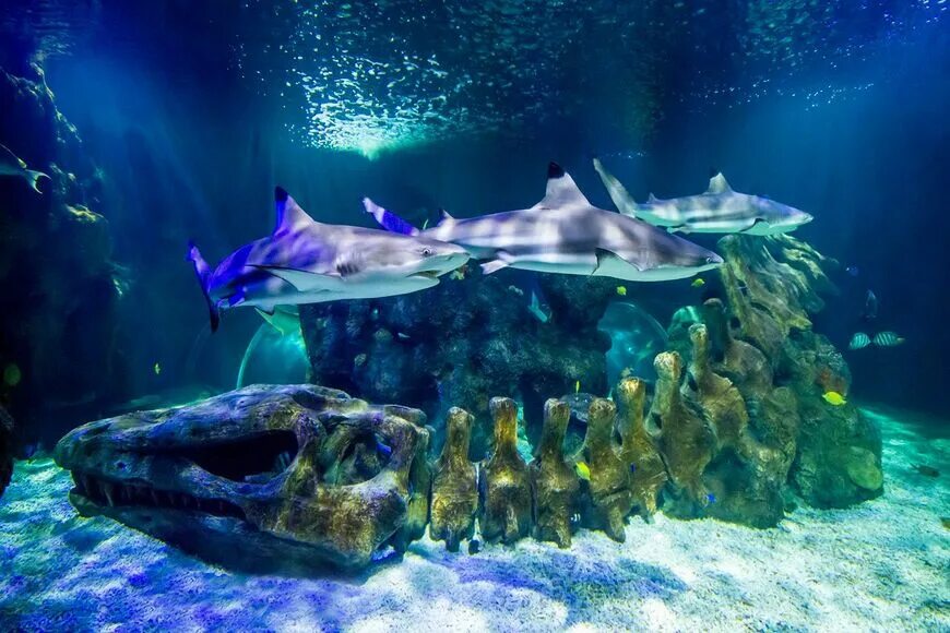 Отзыв sea life. Бенальмадена Sea Life аквариум. Аквариум Sea Life Ганновер. Морская жизнь (океанариум, Сингапур). Океанариум Наутилус.