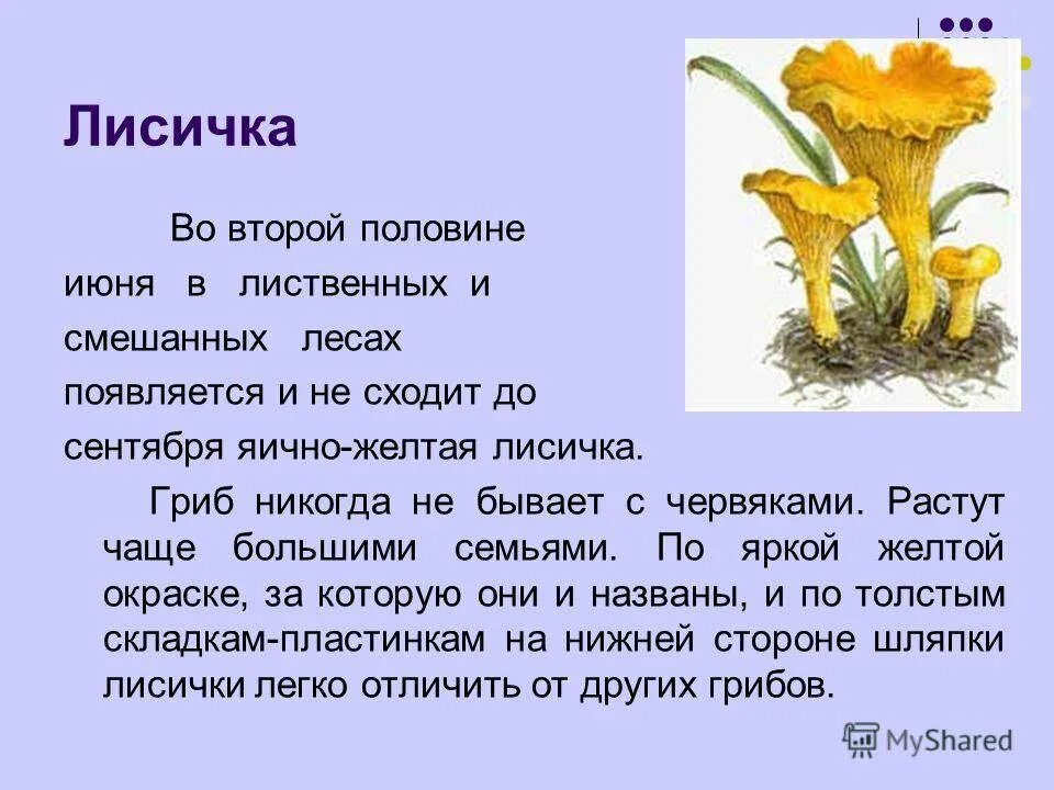 Омфалотус маслиновый - описание гриба, похожие виды, фото