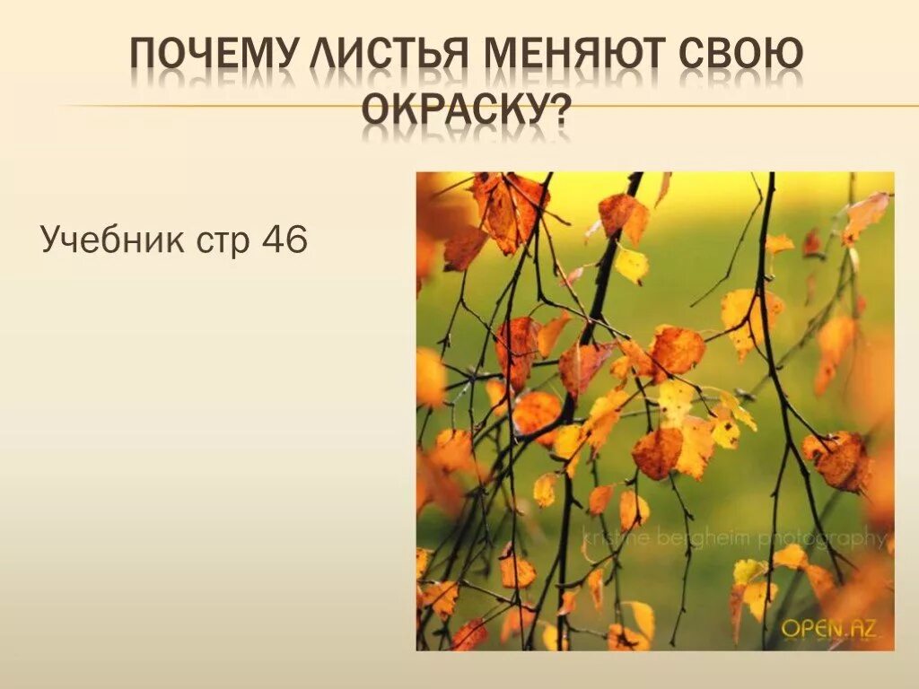 Какова окраска листьев у разных растений осенью. Изменения растений осенью. осенние изменения в жизни растений. что происходит с растениями осенью. проект на тему почему листья меняют цвет.