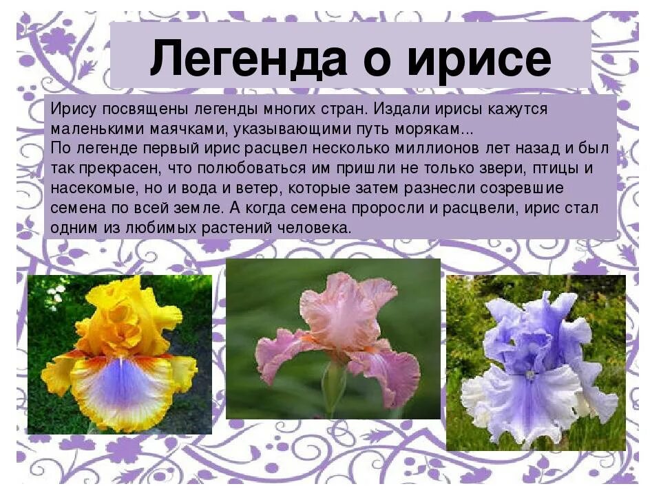 Презентация на тему цветов. Описание цветка анютины глазки. Рассказ разные цветы. Рассказ разные цветы. Анютины глазки легенда о цветке.