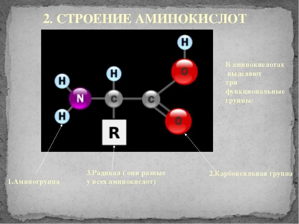 Двухосновной аминокислотой является